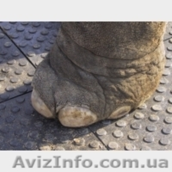 Промислова ПВХ підлога - <ro>Изображение</ro><ru>Изображение</ru> #10, <ru>Объявление</ru> #600324