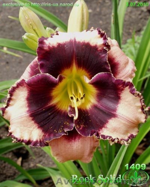 Цветы для Вашего сада - <ro>Изображение</ro><ru>Изображение</ru> #7, <ru>Объявление</ru> #722395