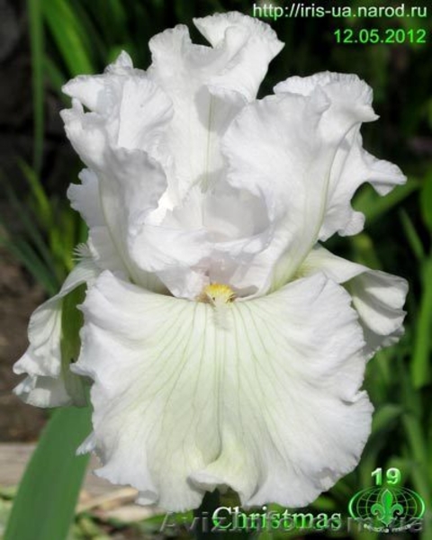 Цветы для Вашего сада - <ro>Изображение</ro><ru>Изображение</ru> #5, <ru>Объявление</ru> #722395