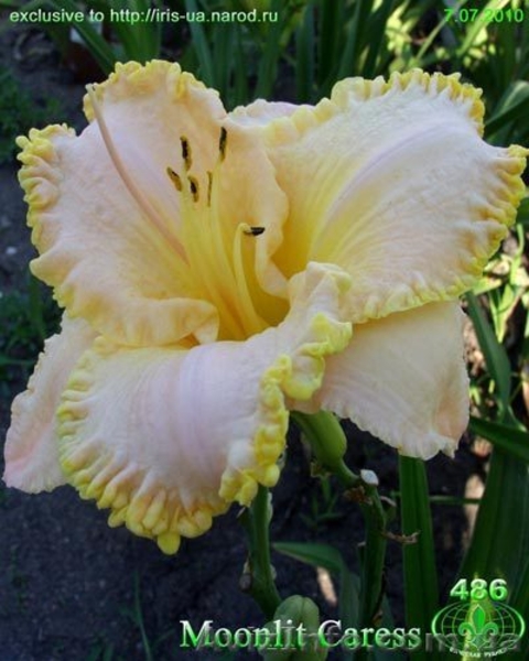 Цветы для Вашего сада - <ro>Изображение</ro><ru>Изображение</ru> #8, <ru>Объявление</ru> #722395