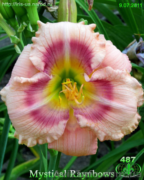 Цветы для Вашего сада - <ro>Изображение</ro><ru>Изображение</ru> #6, <ru>Объявление</ru> #722395