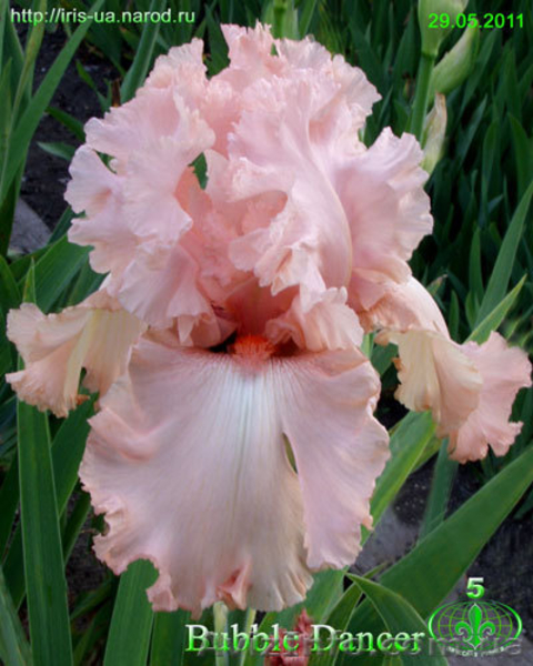 Цветы для Вашего сада - <ro>Изображение</ro><ru>Изображение</ru> #3, <ru>Объявление</ru> #722395