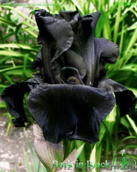 Цветы для Вашего сада - <ro>Изображение</ro><ru>Изображение</ru> #4, <ru>Объявление</ru> #722395