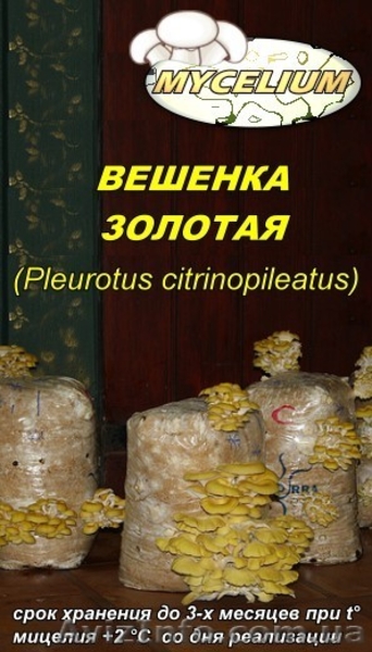 Мицелий вешенки, шампиньона Недорого! Міцелій гливи, печериці - <ro>Изображение</ro><ru>Изображение</ru> #5, <ru>Объявление</ru> #735554