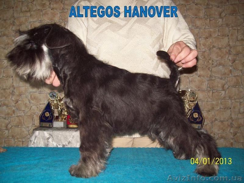 Цвергшнауцер, щенки чёрные с серебром, питомник  ALTEGOS - <ro>Изображение</ro><ru>Изображение</ru> #1, <ru>Объявление</ru> #816837