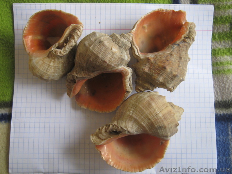 Ракушки Рапана 1 мешок - <ro>Изображение</ro><ru>Изображение</ru> #2, <ru>Объявление</ru> #851905