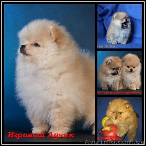 Померашки с документами  FCI-КСУ   - <ro>Изображение</ro><ru>Изображение</ru> #2, <ru>Объявление</ru> #829118