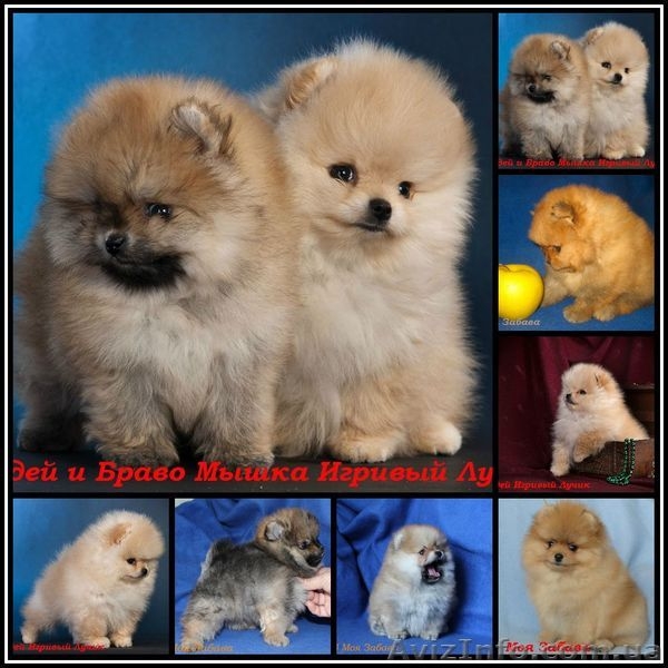 Померашки с документами  FCI-КСУ   - <ro>Изображение</ro><ru>Изображение</ru> #1, <ru>Объявление</ru> #829118