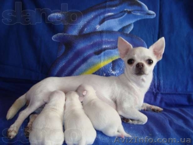ЧИХУАХУА - породные,ексклюзивные МИНИ-щенки! - <ro>Изображение</ro><ru>Изображение</ru> #2, <ru>Объявление</ru> #921569