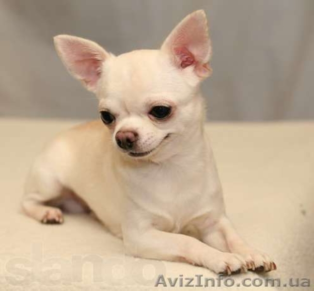 ЧИХУАХУА - породные,ексклюзивные МИНИ-щенки! - <ro>Изображение</ro><ru>Изображение</ru> #3, <ru>Объявление</ru> #921569