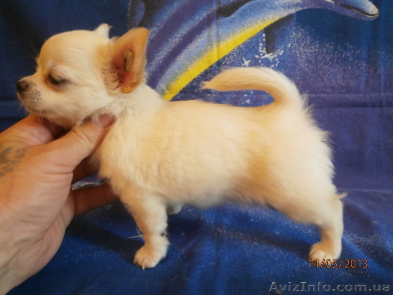 ЧИХУАХУА - породные,ексклюзивные МИНИ-щенки! - <ro>Изображение</ro><ru>Изображение</ru> #1, <ru>Объявление</ru> #921569