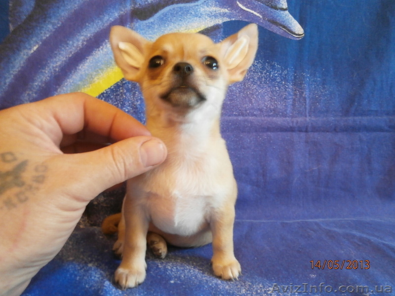 ЧИХУАХУА - породные,ексклюзивные МИНИ-щенки! - <ro>Изображение</ro><ru>Изображение</ru> #4, <ru>Объявление</ru> #921569