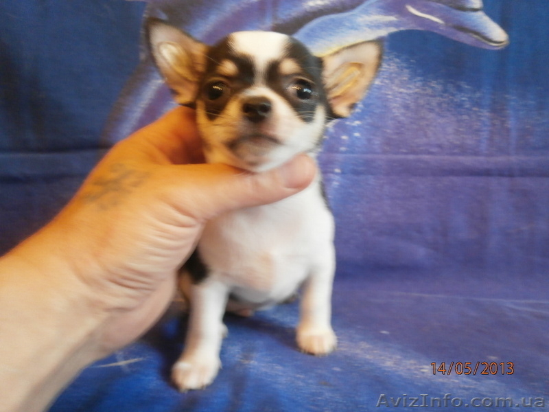ЧИХУАХУА - породные,ексклюзивные МИНИ-щенки! - <ro>Изображение</ro><ru>Изображение</ru> #6, <ru>Объявление</ru> #921569