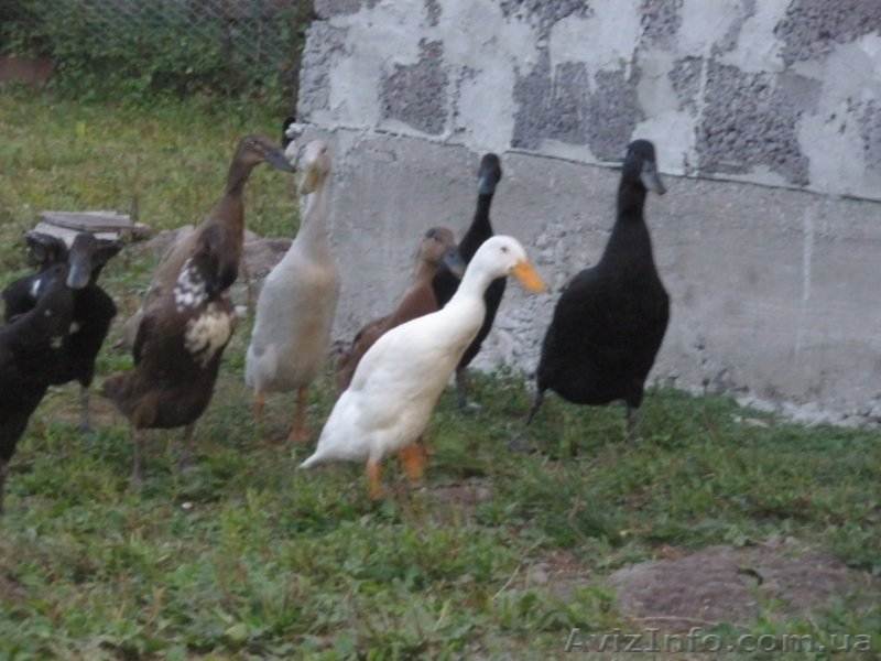 инкубационное яйцо утки индийский бегунок - <ro>Изображение</ro><ru>Изображение</ru> #1, <ru>Объявление</ru> #949253