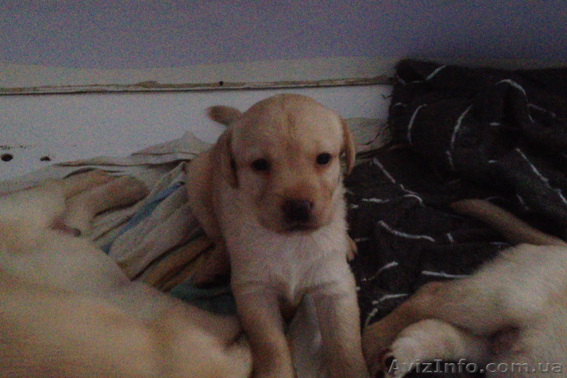 Лабрадор дівчинка - <ro>Изображение</ro><ru>Изображение</ru> #1, <ru>Объявление</ru> #946676