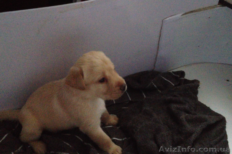 Лабрадор дівчинка - <ro>Изображение</ro><ru>Изображение</ru> #3, <ru>Объявление</ru> #946676