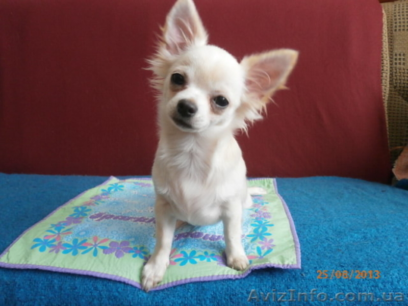 ЧИХУАХУА - породные,ексклюзивные МИНИ-щенки! - <ro>Изображение</ro><ru>Изображение</ru> #7, <ru>Объявление</ru> #921569