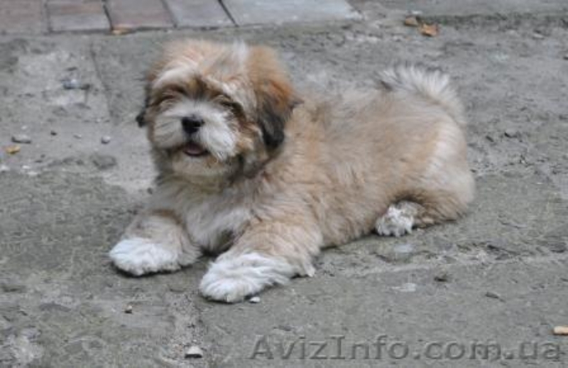 Щенки Lhasa Apso - <ro>Изображение</ro><ru>Изображение</ru> #3, <ru>Объявление</ru> #958198