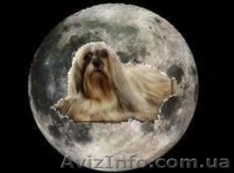 Щенки Lhasa Apso - <ro>Изображение</ro><ru>Изображение</ru> #1, <ru>Объявление</ru> #958198