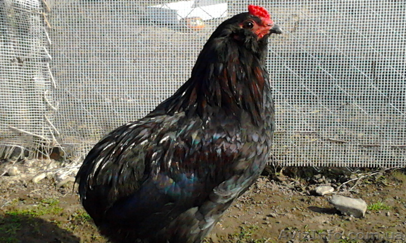 Инкубационное яйцо кур породы-Араукан - <ro>Изображение</ro><ru>Изображение</ru> #3, <ru>Объявление</ru> #1014165