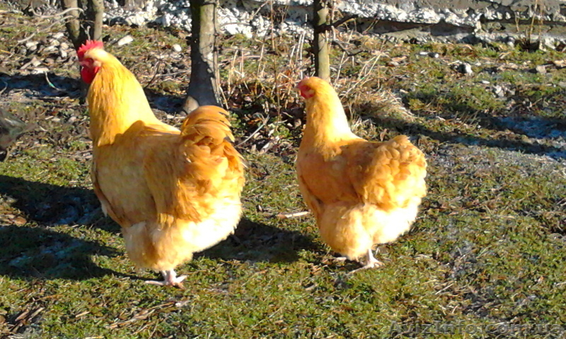 Инкубационное яйцо кур породы Орпингтон жёлтый - <ro>Изображение</ro><ru>Изображение</ru> #1, <ru>Объявление</ru> #1014167