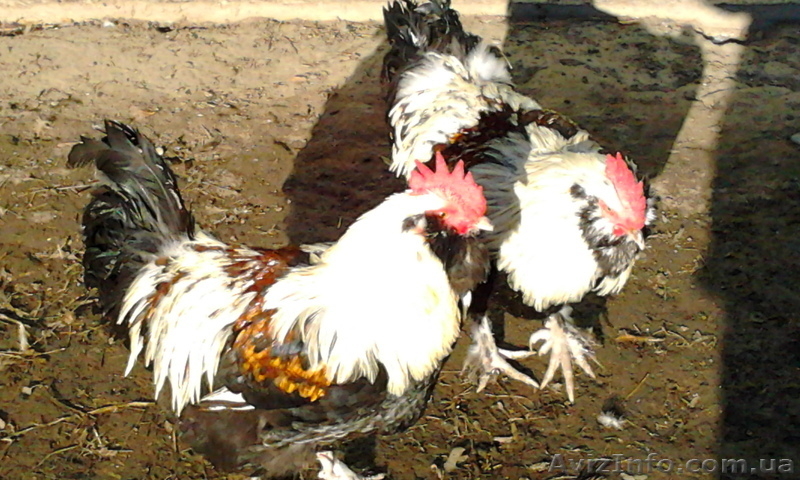 Инкубационное яйцо кур породы-Фавероль - <ro>Изображение</ro><ru>Изображение</ru> #2, <ru>Объявление</ru> #1014161