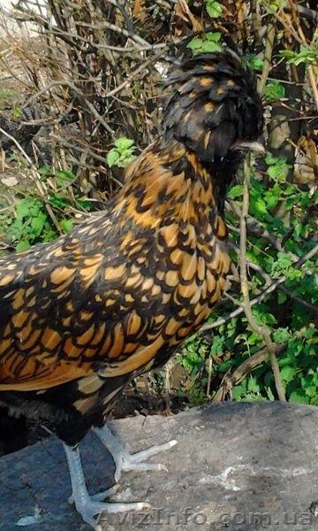 Инкубационное яйцо кур породы Падуан золотой чёрно окаймлённый.  - <ro>Изображение</ro><ru>Изображение</ru> #1, <ru>Объявление</ru> #1023174