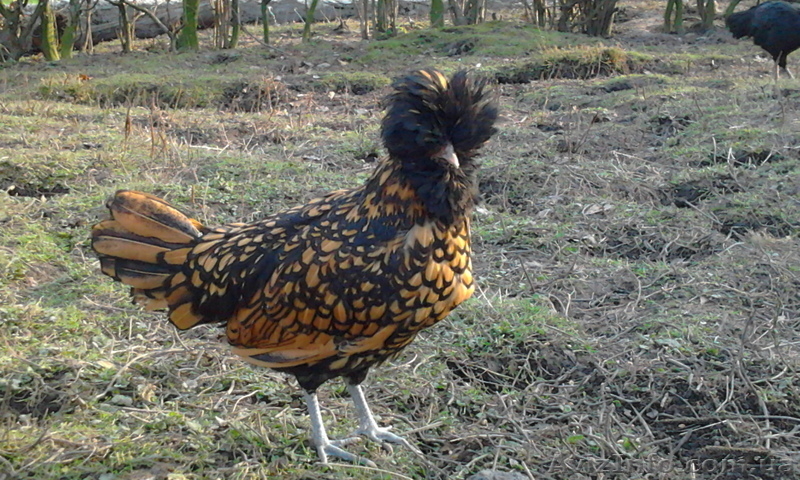 Инкубационное яйцо кур породы Падуан золотой чёрно окаймлённый.  - <ro>Изображение</ro><ru>Изображение</ru> #2, <ru>Объявление</ru> #1023174