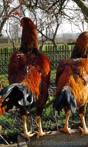 Инкубационное яйцо кур породы Малайская бойцовая - <ro>Изображение</ro><ru>Изображение</ru> #3, <ru>Объявление</ru> #1023349