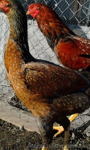 Инкубационное яйцо кур породы Малайская бойцовая - <ro>Изображение</ro><ru>Изображение</ru> #1, <ru>Объявление</ru> #1023349