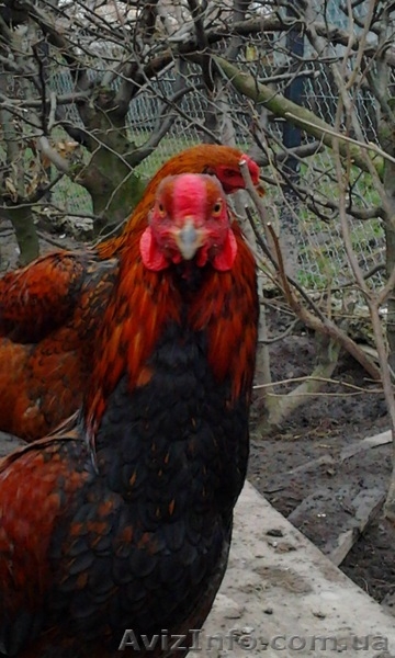 Инкубационное яйцо кур породы Малайская бойцовая - <ro>Изображение</ro><ru>Изображение</ru> #2, <ru>Объявление</ru> #1023349