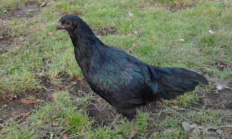 Инкубационное яйцо кур породы Суматра стандарт - <ro>Изображение</ro><ru>Изображение</ru> #2, <ru>Объявление</ru> #1035795