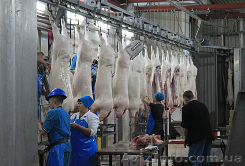 Линия по убою свиней и крс  - <ro>Изображение</ro><ru>Изображение</ru> #4, <ru>Объявление</ru> #1149793