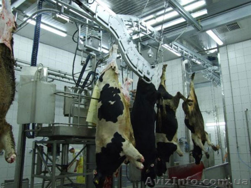 Линия по убою свиней и крс  - <ro>Изображение</ro><ru>Изображение</ru> #1, <ru>Объявление</ru> #1149793