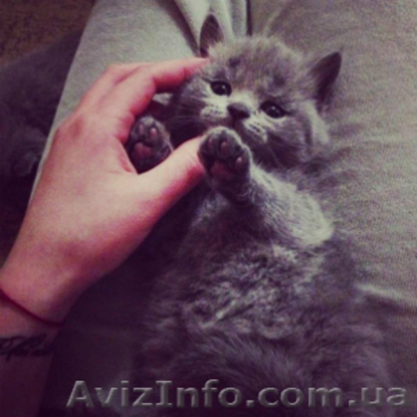 Шотландские кошечки - <ro>Изображение</ro><ru>Изображение</ru> #2, <ru>Объявление</ru> #1186479