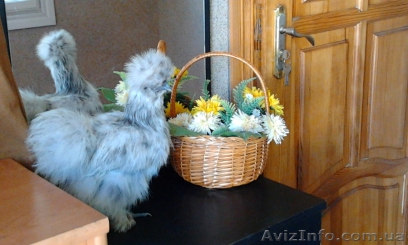 инкубационное яйцо Шелковых кур - <ro>Изображение</ro><ru>Изображение</ru> #1, <ru>Объявление</ru> #1224365