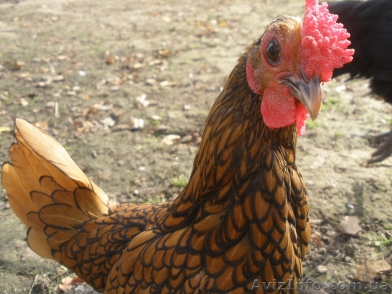 инкубационное яйцо кур породы Сибрайт золотой - <ro>Изображение</ro><ru>Изображение</ru> #1, <ru>Объявление</ru> #1224350