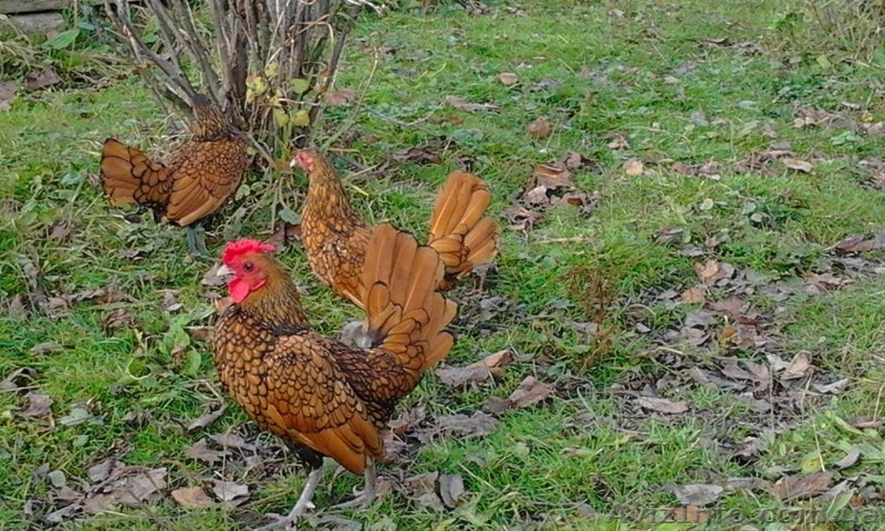 инкубационное яйцо кур породы Сибрайт золотой - <ro>Изображение</ro><ru>Изображение</ru> #4, <ru>Объявление</ru> #1224350