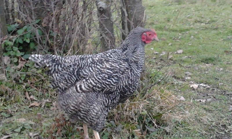 инкубационное яйцо кур Плимутрок полосатый - <ro>Изображение</ro><ru>Изображение</ru> #2, <ru>Объявление</ru> #1224367