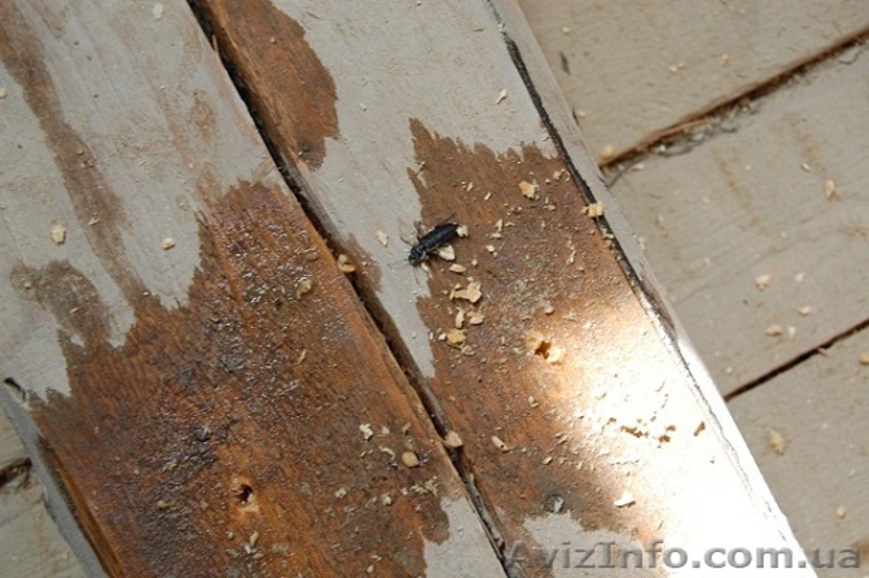 Пропитка (антисептик для древесины) Lignofix I-Рrofi концентрат – антижук - <ro>Изображение</ro><ru>Изображение</ru> #5, <ru>Объявление</ru> #1129042