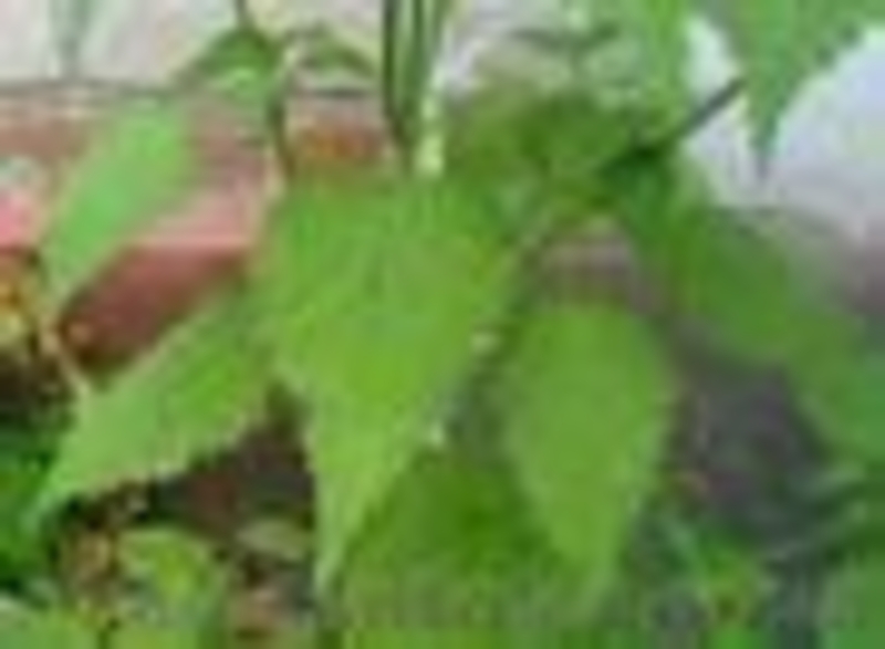 лофант анісовий - <ro>Изображение</ro><ru>Изображение</ru> #1, <ru>Объявление</ru> #1312513