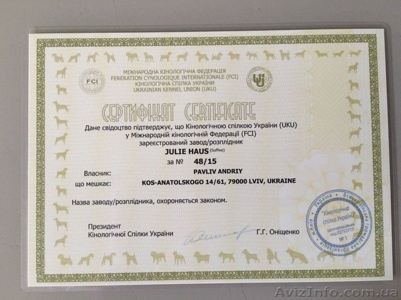 Щенки вельштерьера Продаются - <ro>Изображение</ro><ru>Изображение</ru> #1, <ru>Объявление</ru> #1482913