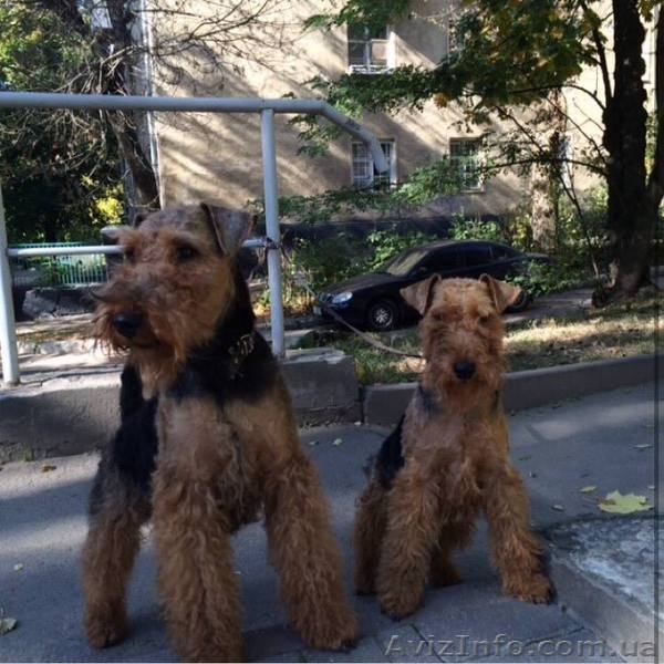 Щенки вельштерьера Продаются - <ro>Изображение</ro><ru>Изображение</ru> #2, <ru>Объявление</ru> #1482913