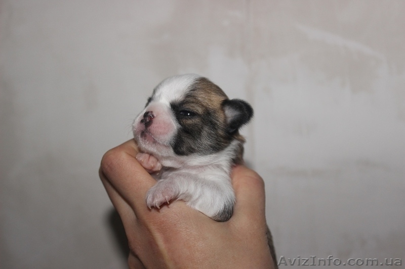 чихуахуа щеночки  - <ro>Изображение</ro><ru>Изображение</ru> #3, <ru>Объявление</ru> #1511584