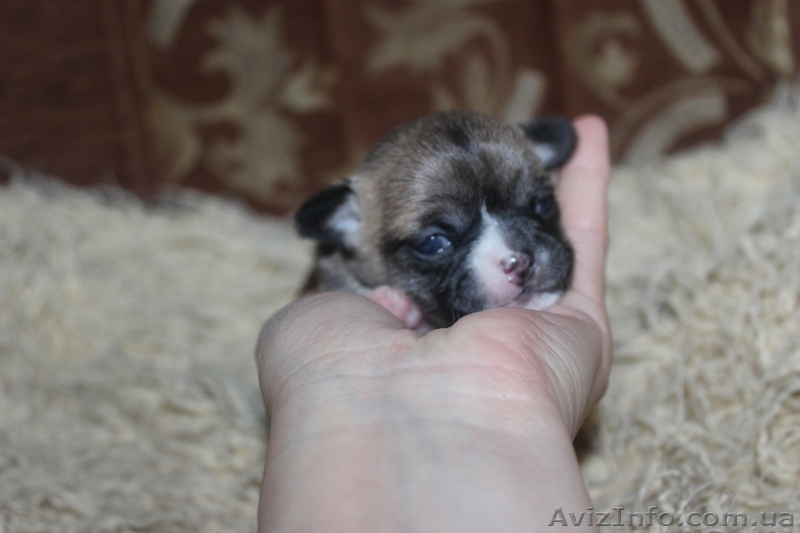 чихуахуа щеночки  - <ro>Изображение</ro><ru>Изображение</ru> #4, <ru>Объявление</ru> #1511584