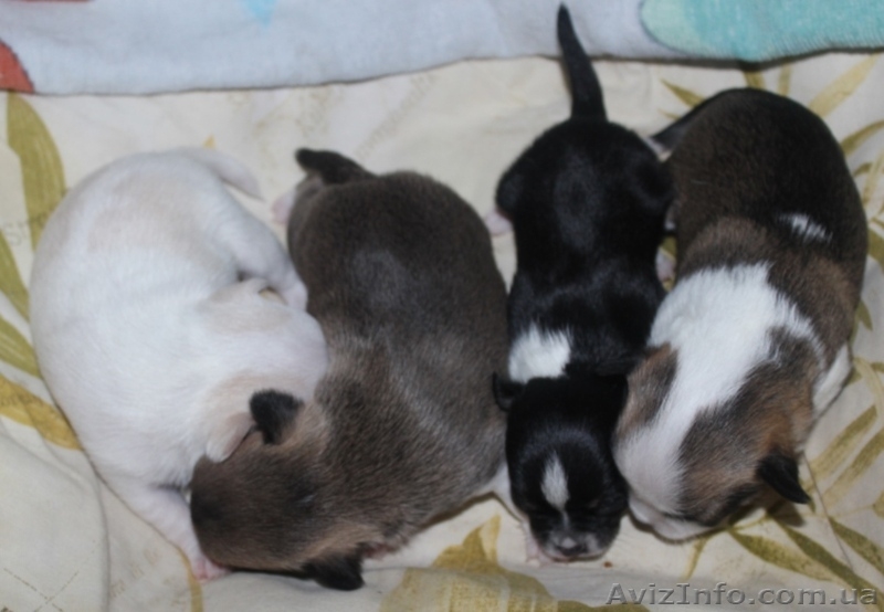 чихуахуа щеночки  - <ro>Изображение</ro><ru>Изображение</ru> #1, <ru>Объявление</ru> #1511584