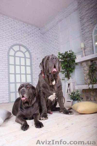 Предлагаю щенков мастино-наполетано - <ro>Изображение</ro><ru>Изображение</ru> #1, <ru>Объявление</ru> #1564497