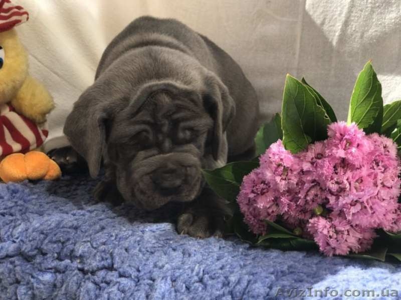 Предлагаю щенков мастино-наполетано - <ro>Изображение</ro><ru>Изображение</ru> #2, <ru>Объявление</ru> #1564497