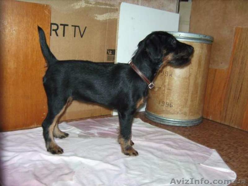 Щенок немецкого ягдтерьера - <ro>Изображение</ro><ru>Изображение</ru> #1, <ru>Объявление</ru> #1609406