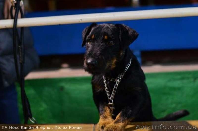 Щенок немецкого ягдтерьера - <ro>Изображение</ro><ru>Изображение</ru> #2, <ru>Объявление</ru> #1609406